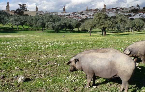 Апартаменти Buhardilla Rustica Mirando A Santa Catalina Херес-де-лос-Кабальєрос Екстер'єр фото